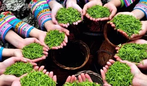 贵州茶发展四大模式，富民产业势不可挡