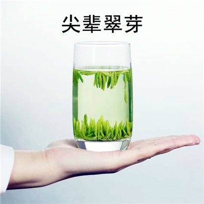 湄潭翠芽，茶中君子